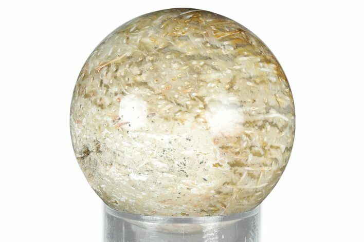 Polished Petrified Palm Wood Sphere - Indonesia #327416